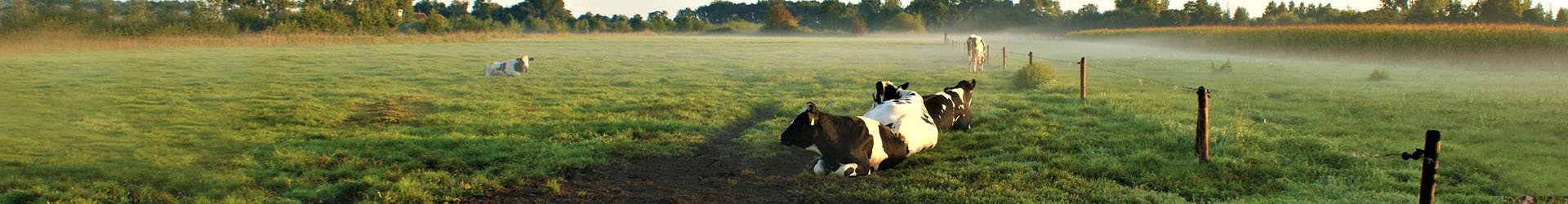Weiland met koeien | Handelsonderneming Baan