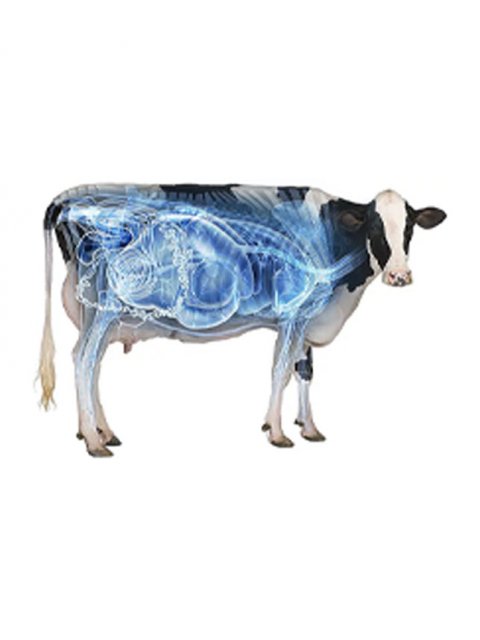 Cow Programme | Handelsonderneming Baan